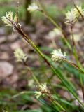 Carex digitata