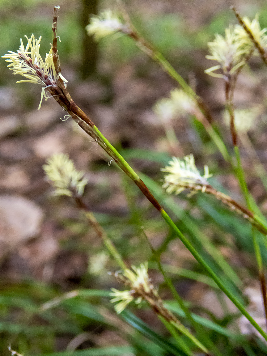 Изображение особи Carex digitata.