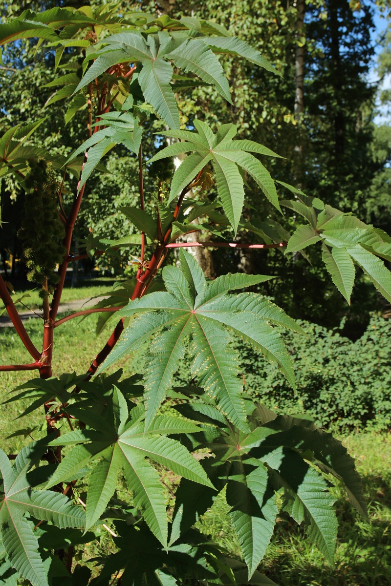 Изображение особи Ricinus communis.