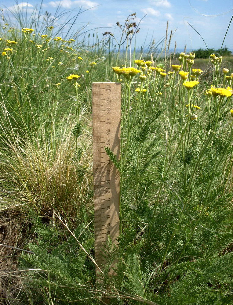 Image of Tanacetum millefolium specimen.