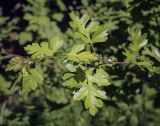 Crataegus monogyna