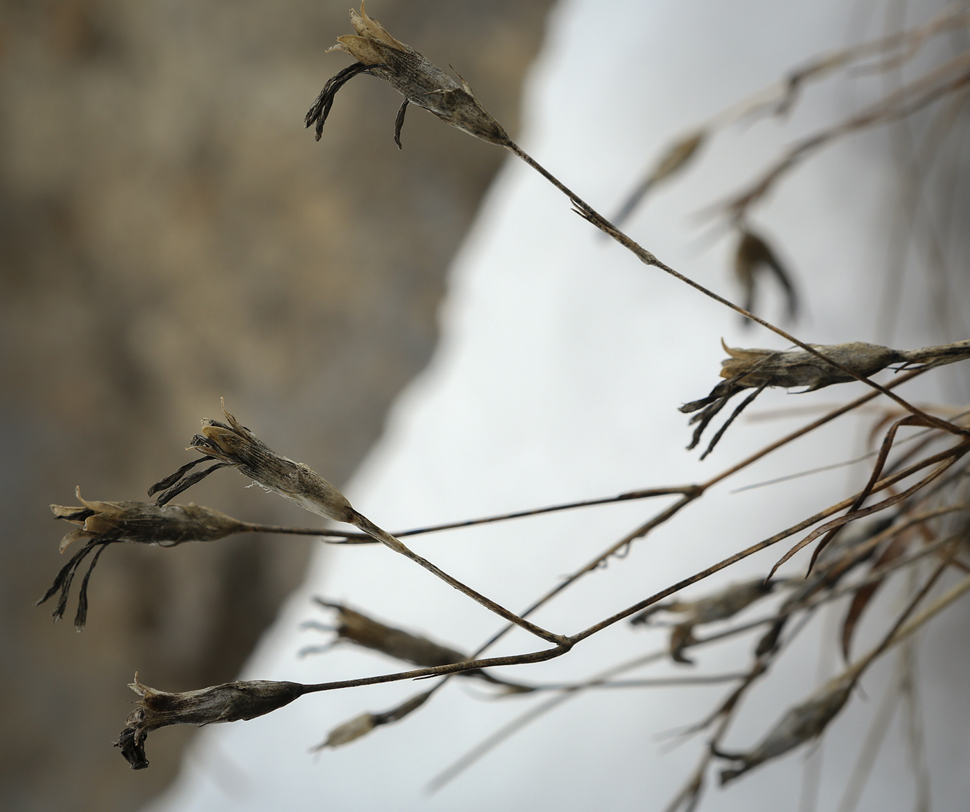 Image of genus Dianthus specimen.