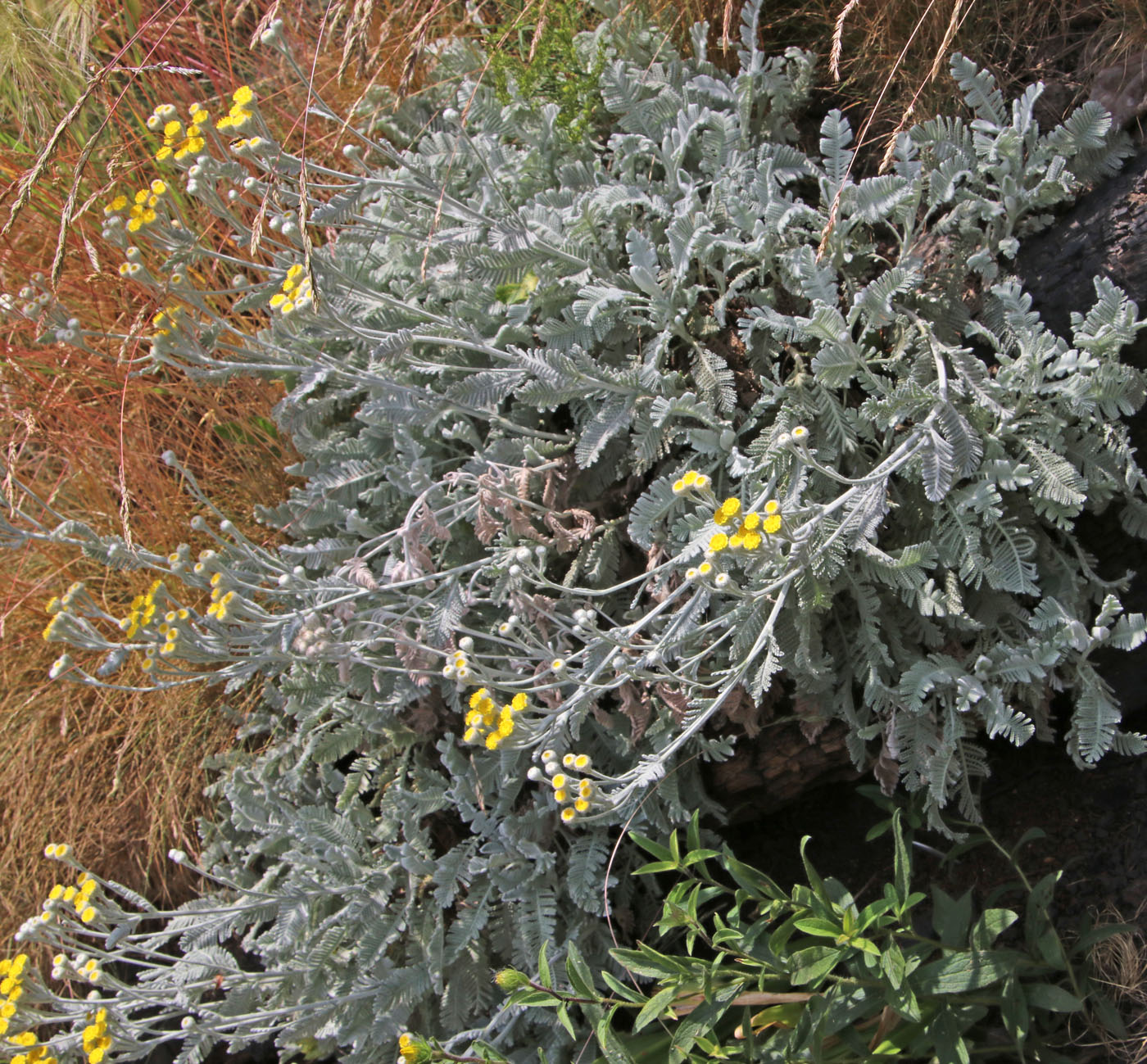 Изображение особи Tanacetum haradjanii.