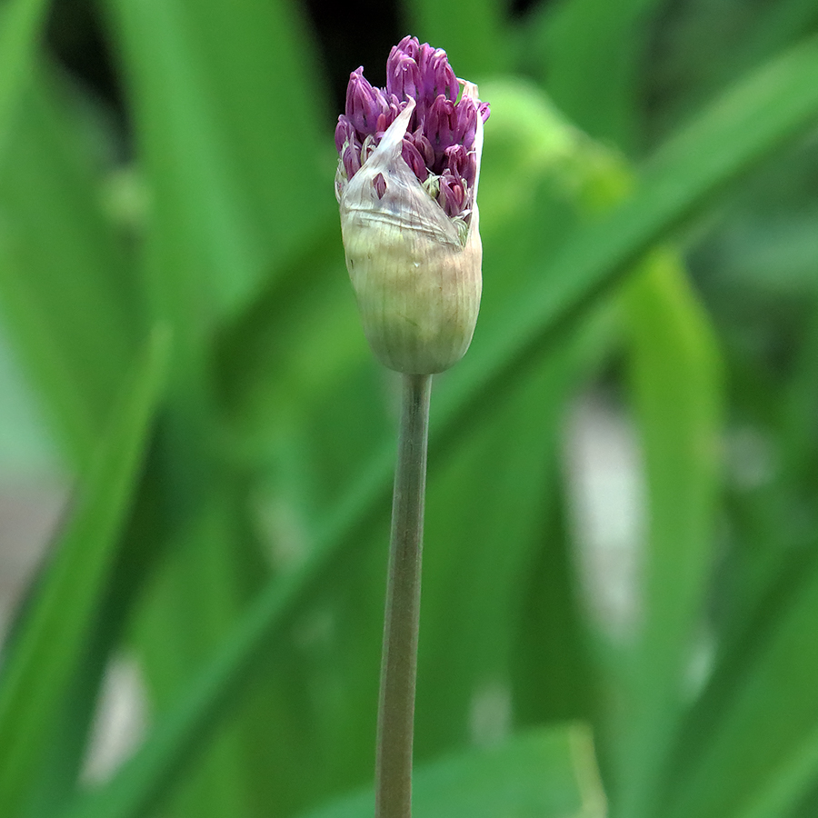 Изображение особи Allium aflatunense.