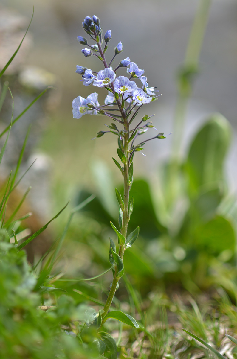 Image of Veronica gentianoides specimen.