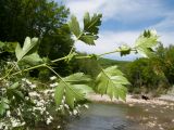 Crataegus rhipidophylla. Верхушка веточки (видна абаксиальная поверхность листьев). Краснодарский край, Абинский р-н, окр. станицы Шапсугская, каменистый берег р. Скобидо. 30.04.2016.