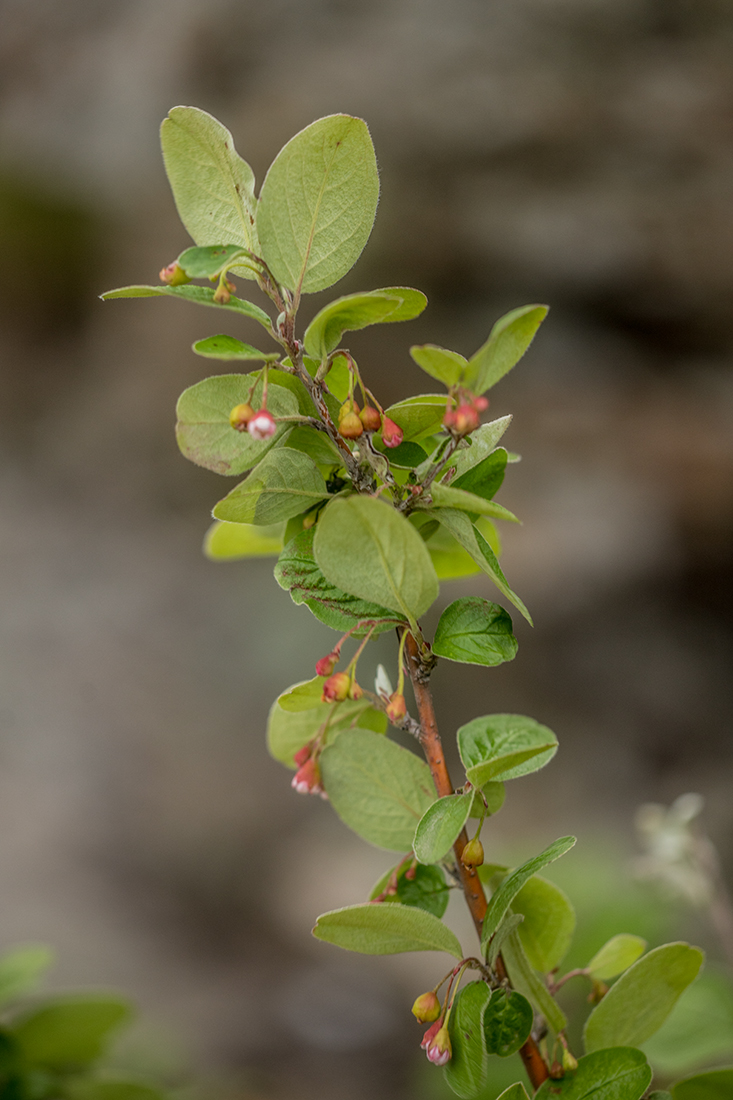 Image of Cotoneaster melanocarpus specimen.