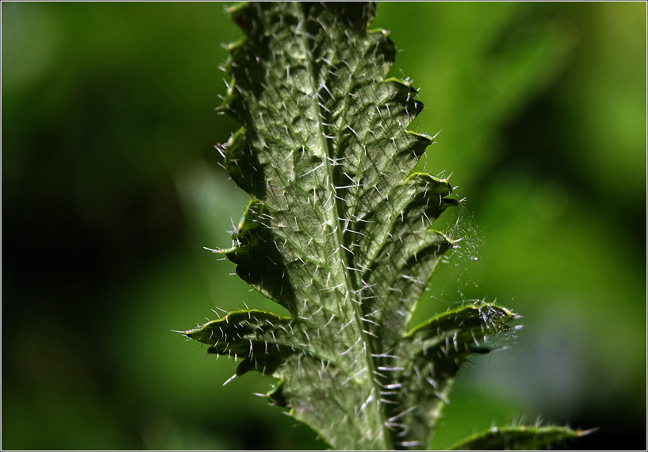 Изображение особи Papaver setiferum.