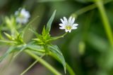 Cerastium holosteum. Верхушка побега с цветком. Карачаево-Черкесия, Зеленчукский р-н, окр. пос. Архыз, ущелье ручья Баритовый, каменистый склон. 10.06.2023.