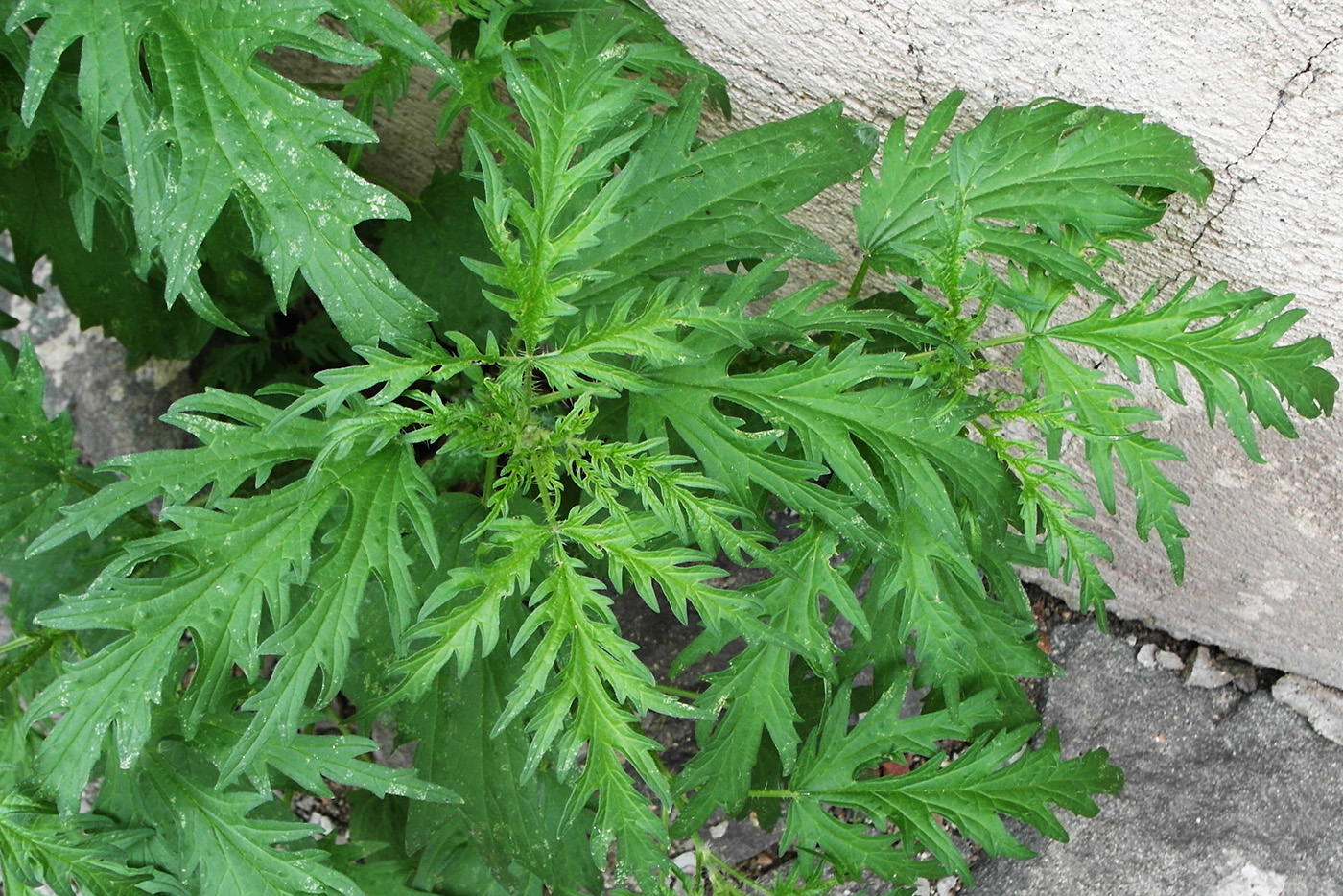 Image of Urtica cannabina specimen.