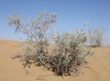 Ammodendron conollyi. Вегетирующее растение. Узбекистан, Навоийская обл., Тамдынский р-н, горы Казахтау, песчаная пустыня. 28 мая 2023 г.