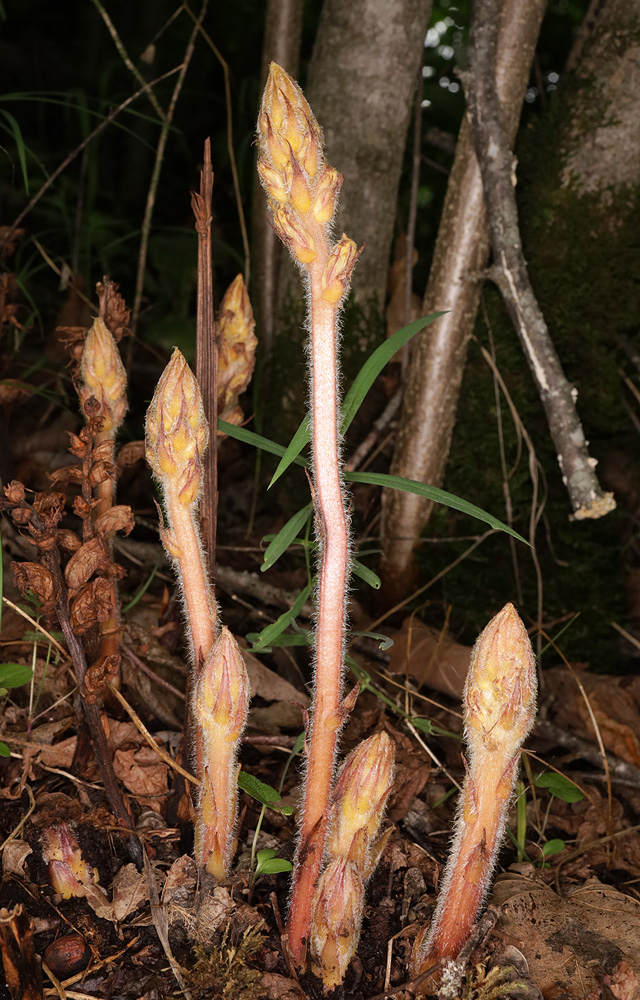 Изображение особи Orobanche laxissima.