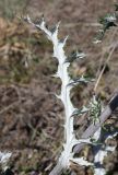 Echinops biebersteinii