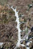 Echinops ruthenicus. Лист (вид снизу) и часть стебля. Крым, Арабатская стрелка, окр. с. Соляное, закреплённые пески. 30 июля 2023 г.
