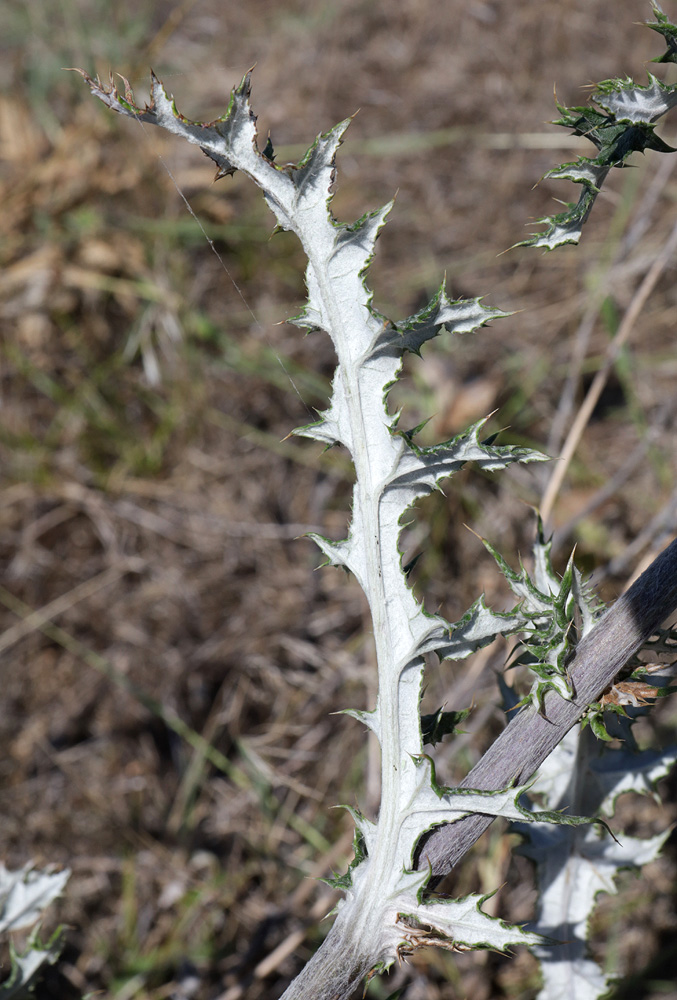 Image of Echinops biebersteinii specimen.