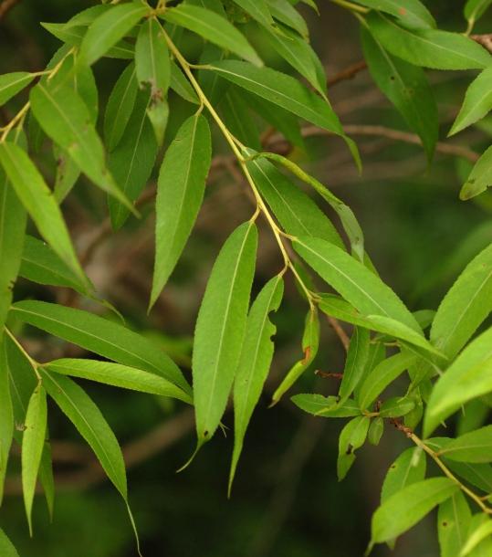 Изображение особи Salix pierotii.