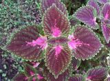 Coleus scutellarioides