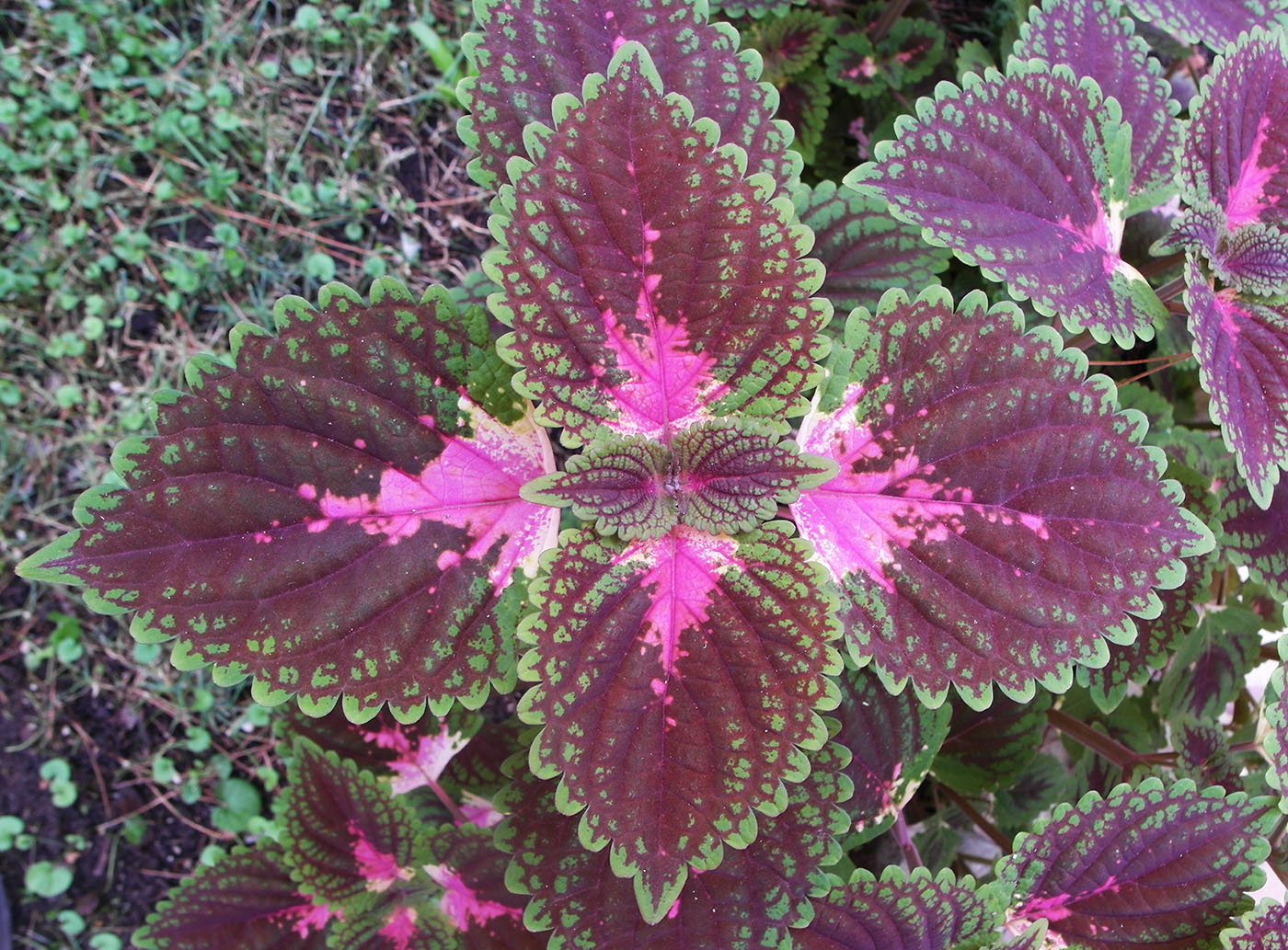 Image of Coleus scutellarioides specimen.