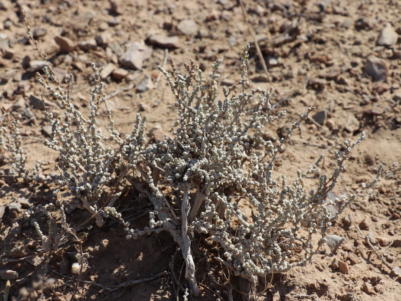 Изображение особи Salsola gemmascens.