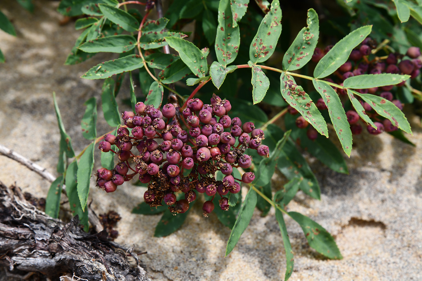 Image of Sorbus sibirica specimen.