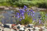 Campanula rotundifolia