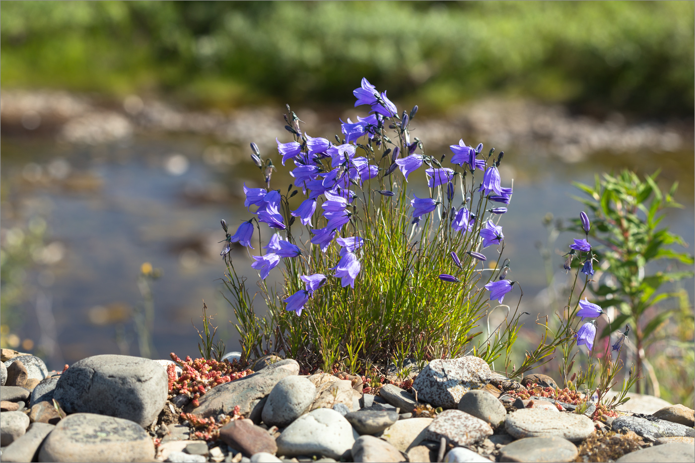 Изображение особи Campanula rotundifolia.