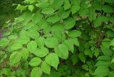 Aralia elata