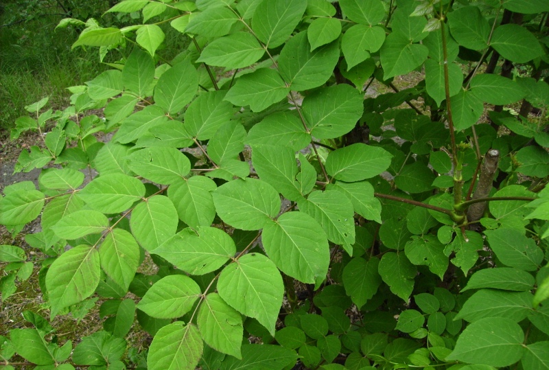 Image of Aralia elata specimen.