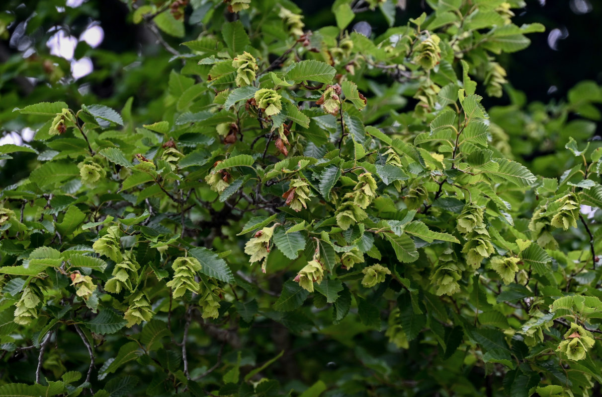 Изображение особи Carpinus orientalis.