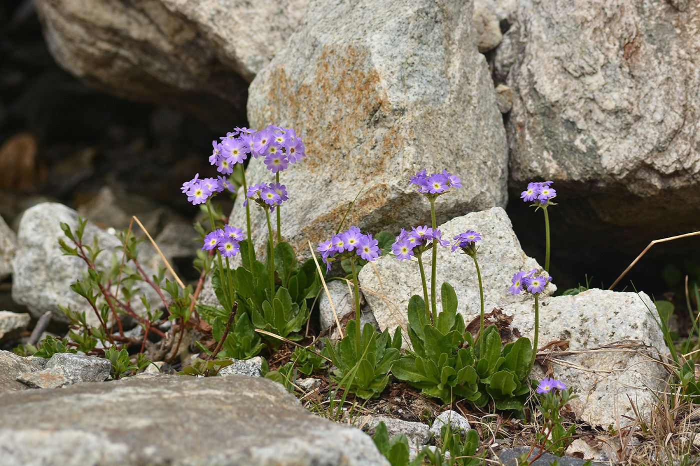 Изображение особи Primula algida.