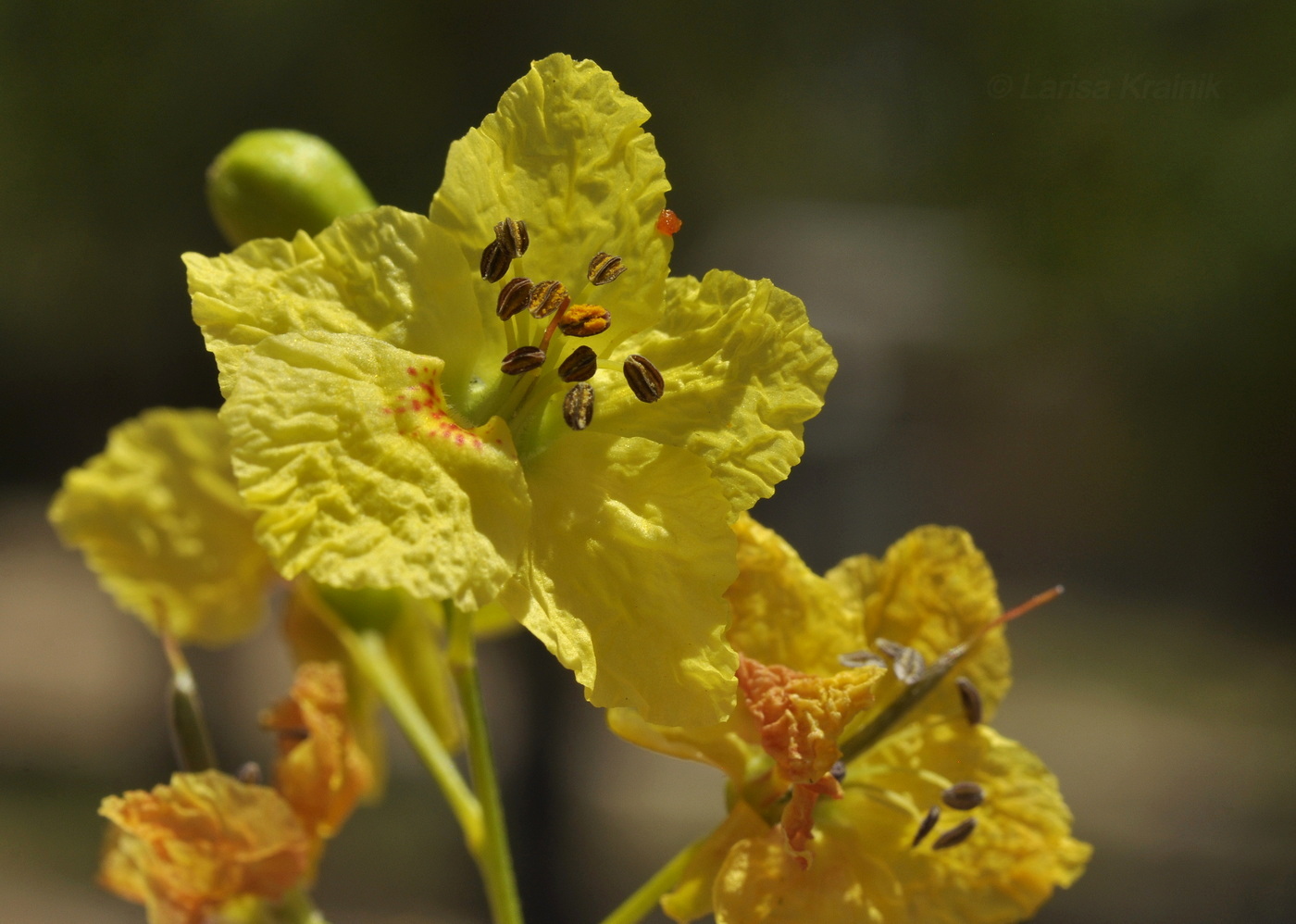 Image of Parkinsonia aculeata specimen.