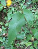 Hieracium borodinianum. Нижняя часть стебля с листьями. Псковская обл., Себежский р-н, национальный парк \"Себежский\", восточнее оз. Выдрино, сосняк с подростом ели. 16.07.2010.