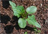 Ricinus communis. Проросток. Московская обл., Раменский р-н, окр. дер. Хрипань, садовый участок. 26.06.2023.
