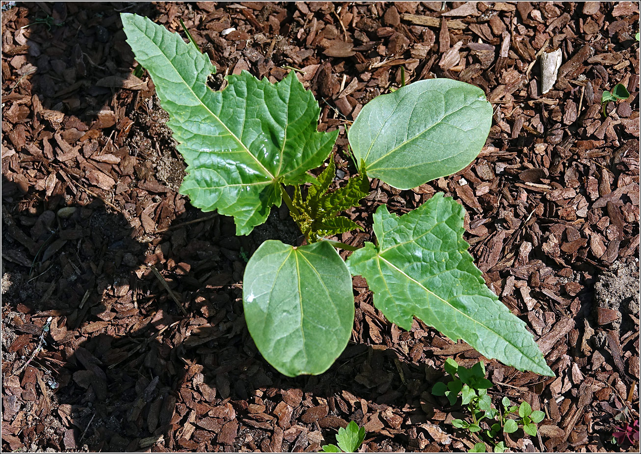 Изображение особи Ricinus communis.