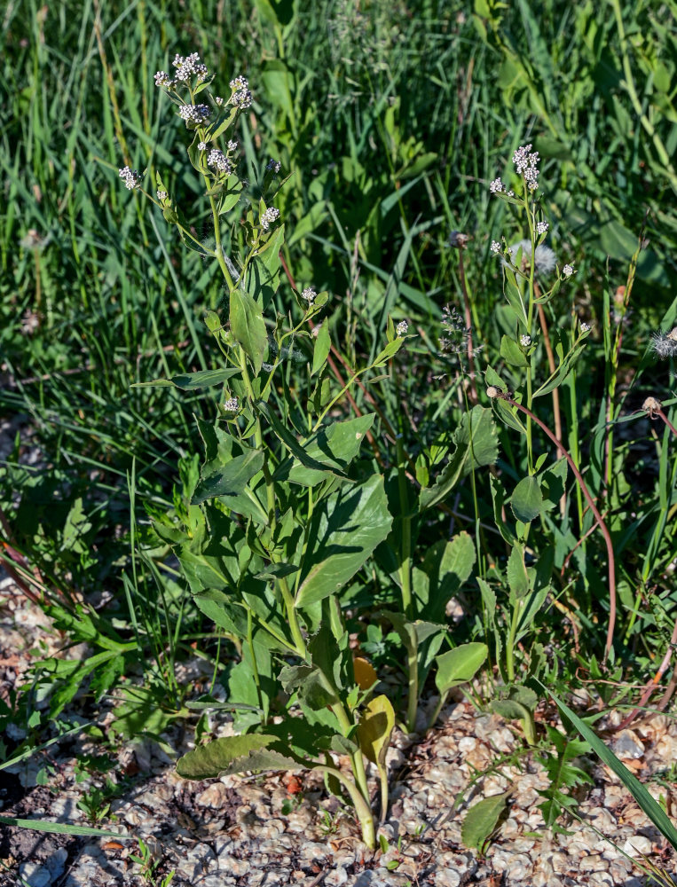 Изображение особи Lepidium latifolium.