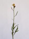 Diplotaxis tenuifolia