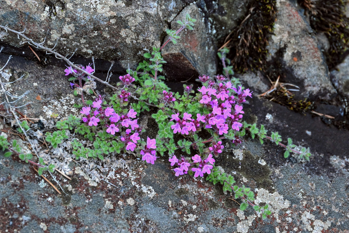 Изображение особи род Thymus.