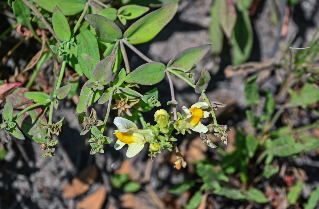 Image of Linaria japonica specimen.