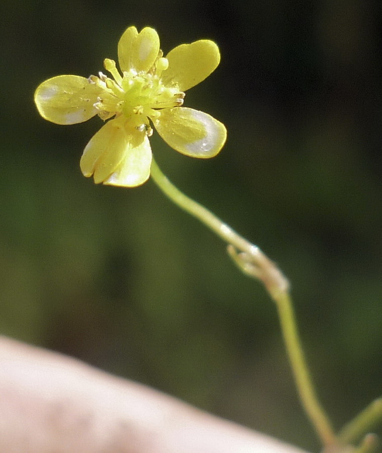 Image of Ranunculus reptans specimen.