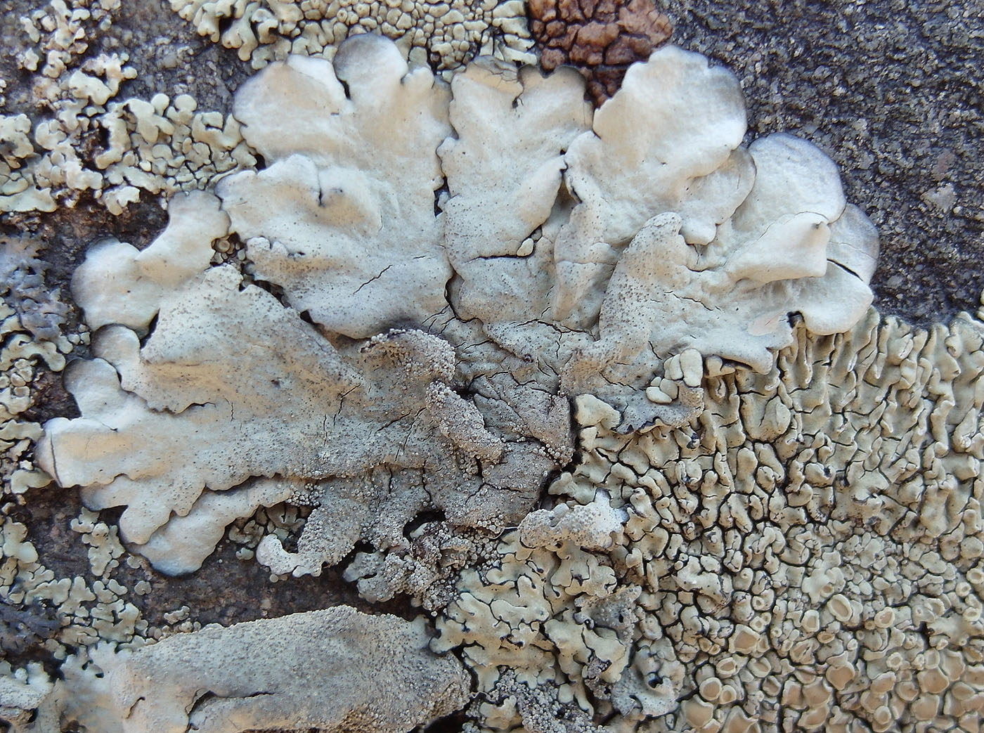 Image of Xanthoparmelia tinctina specimen.