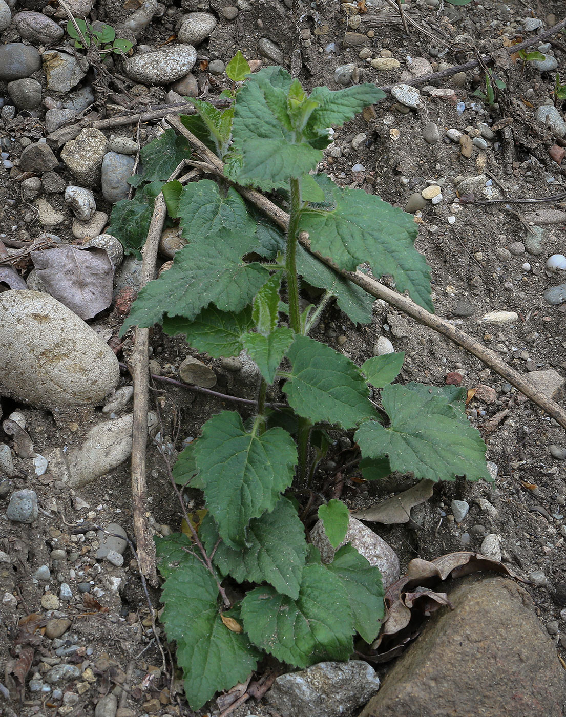 Image of genus Campanula specimen.