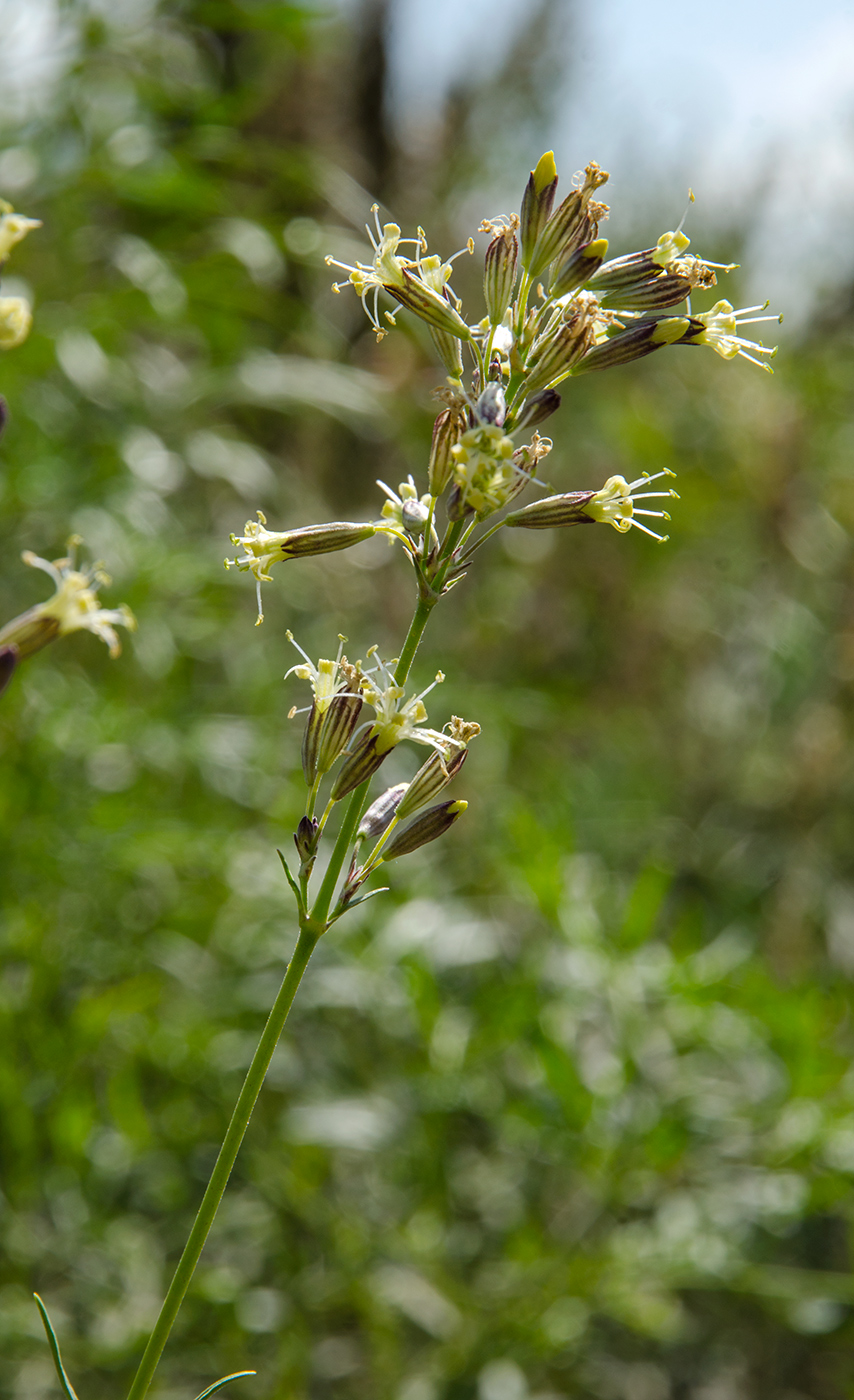 Изображение особи Silene sibirica.