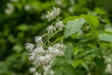 Staphylea colchica. Соцветие. Краснодарский край, Апшеронский р-н, окр. хут. Гуамка, широколиственный лес. 29.04.2024.