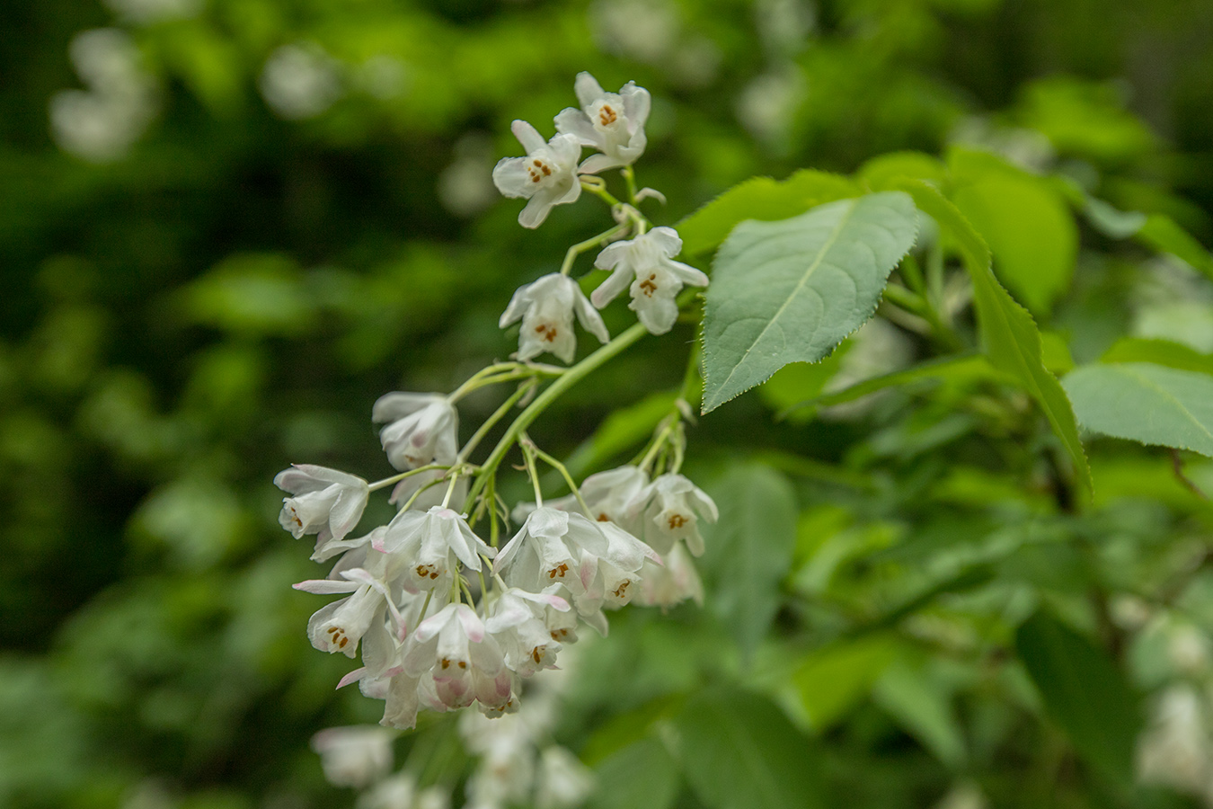 Изображение особи Staphylea colchica.