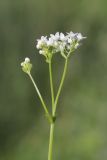 Galium debile