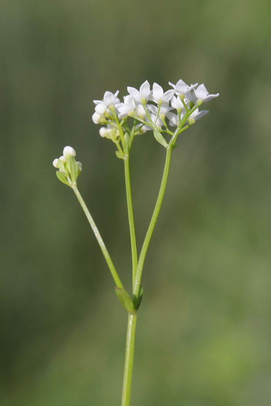 Изображение особи Galium debile.