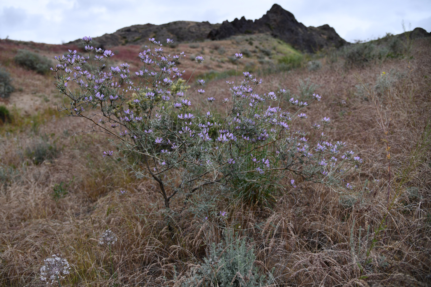Image of Astragalus arbuscula specimen.