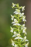 Platanthera chlorantha