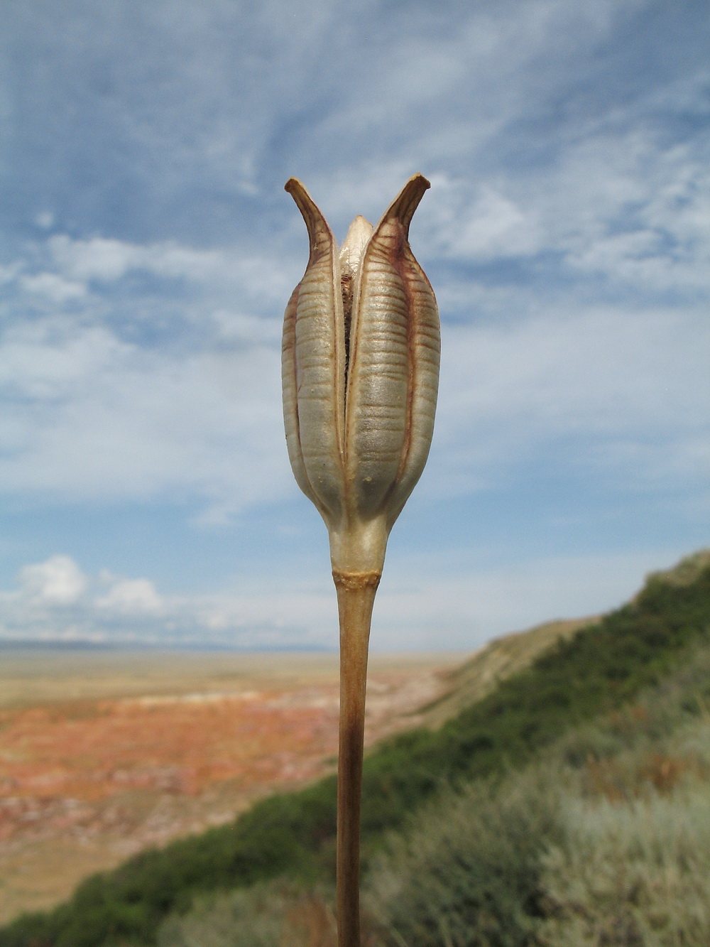 Image of Tulipa altaica specimen.
