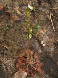 Drosera rotundifolia. Цветущее растение. Нидерланды, провинция Drenthe, национальный парк Dwingelderveld, болотистая луговина. 25 июля 2008 г.
